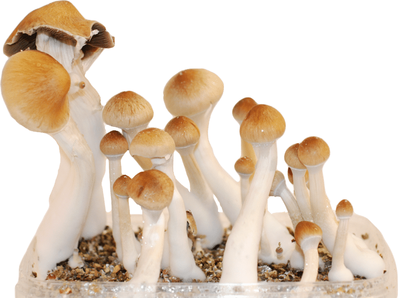 The Many Uses of Magic Mushrooms- Mazatapec post thumbnail image