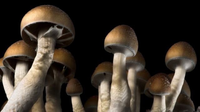 Knowing more about the magic mushrooms post thumbnail image