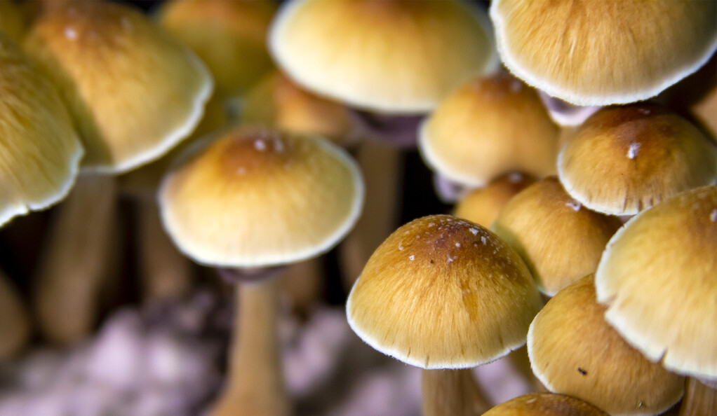 Mushrooms and Sporeworksare required for them post thumbnail image