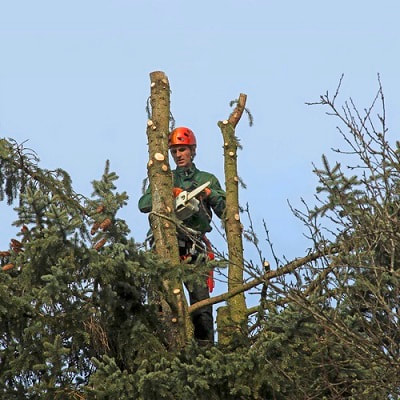 Job Of A Tree Surgeon Norfolk post thumbnail image