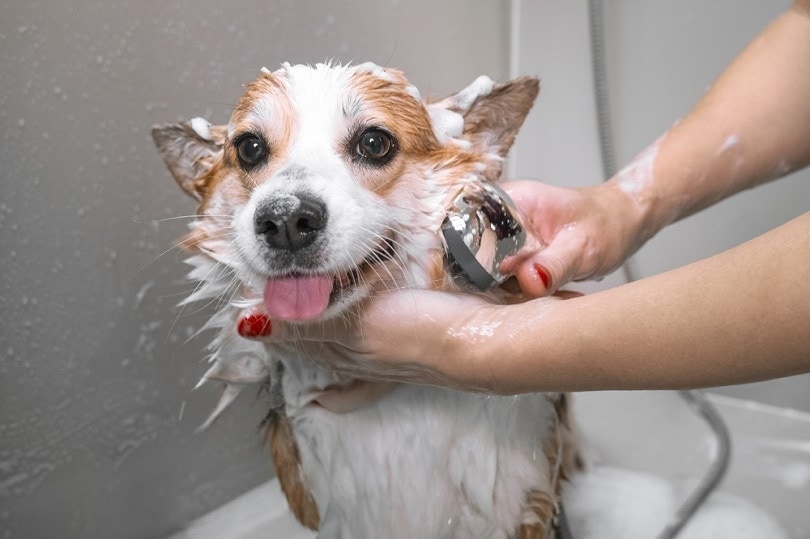 Dog Blow Dryer – Does The Groomer Should Purchase It? post thumbnail image