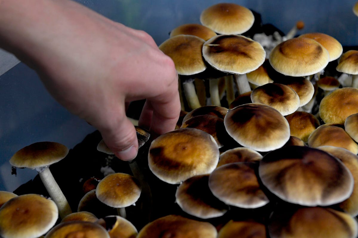 Exactly what are the dos of your shrooms dc? post thumbnail image